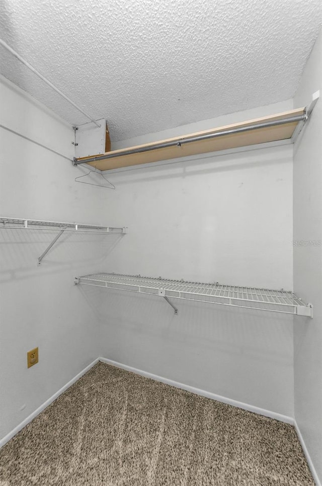 4143 Gray Squirrel Ln, New Port Richey, FL 34653 - spacious closet with carpet flooring