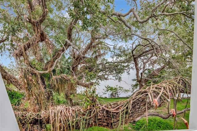 6220 Bayshore Blvd, Tampa, FL 33611 - view of yard