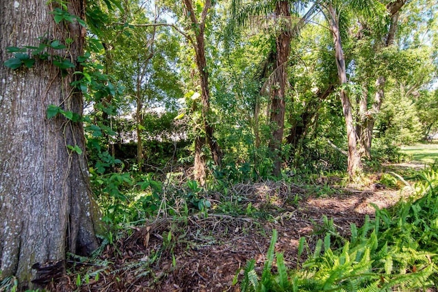 23924 Forest Pl, Land O Lakes, FL 34639 - photo 46