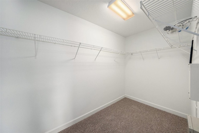 2706 Lantern Hill Ave, Brandon, FL 33511 - spacious closet with carpet floors