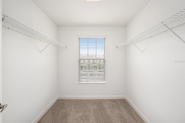 2706 Lantern Hill Ave, Brandon, FL 33511 - walk in closet featuring carpet
