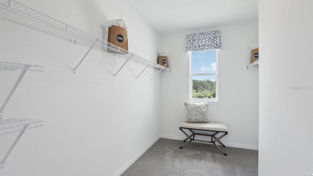 4359 Sand Dollar Way, Zephyrhills, FL 33541 - walk in closet featuring carpet flooring