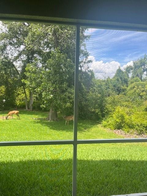 3665 Country Pointe Pl, Palm Harbor, FL 34684 - view of yard
