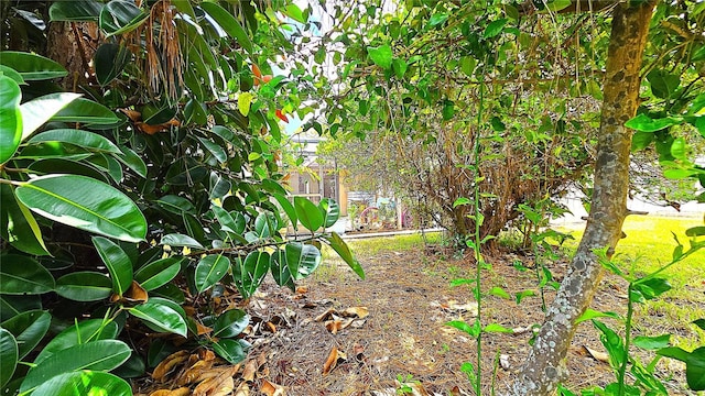 13 Windrush Bay Dr, Tarpon Springs, FL 34689 - view of yard
