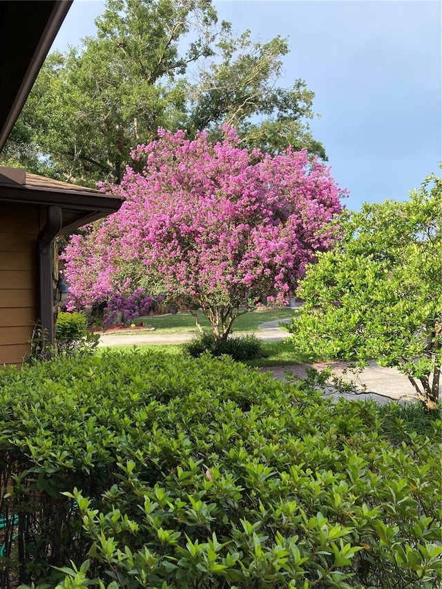 6709 Peachtree Dr, Temple Terrace, FL 33617 - view of yard