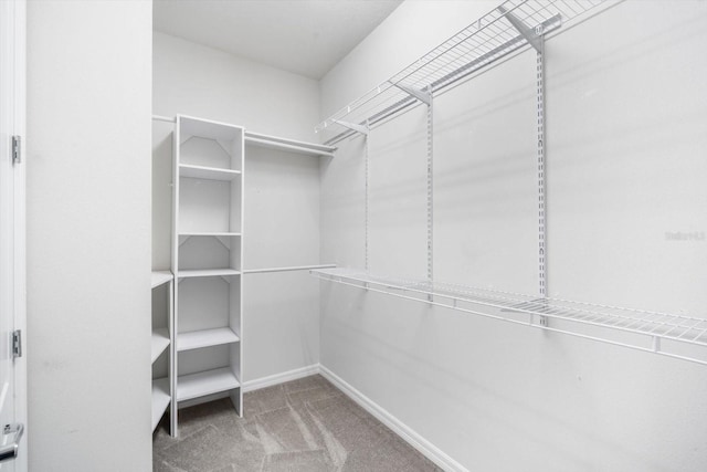 11745 Brighton Knoll Loop, Riverview, FL 33579 - walk in closet featuring carpet flooring