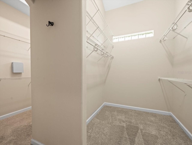 4521 Cheval Blvd, Lutz, FL 33558 - walk in closet with carpet floors