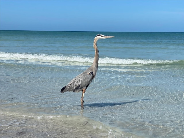 10181 44th Way N Unit 2, Pinellas Park, FL 33782 - water view
