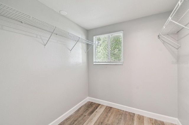38323 11th Ave, Zephyrhills, FL 33542 - walk in closet featuring light wood finished floors