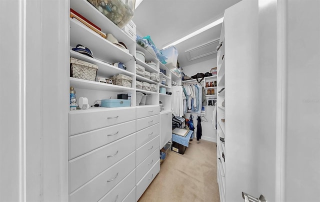 6545 Simone Shores Cir, Apollo Beach, FL 33572 - walk in closet featuring light carpet