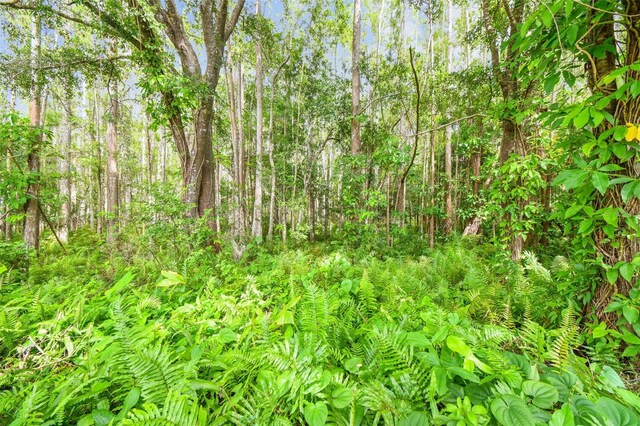 12315 Hidden Brook Dr, Tampa, FL 33624 - view of local wilderness