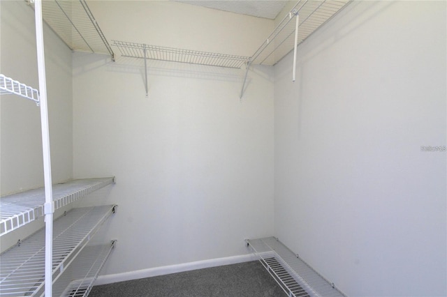 4901 Onyx Ln Unit 204, New Port Richey, FL 34652 - walk in closet with carpet floors