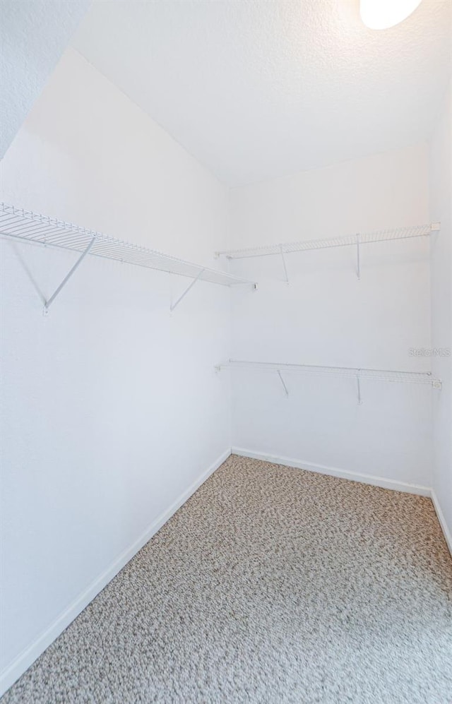2148 Chianti Pl Unit 1310, Palm Harbor, FL 34683 - walk in closet with carpet floors