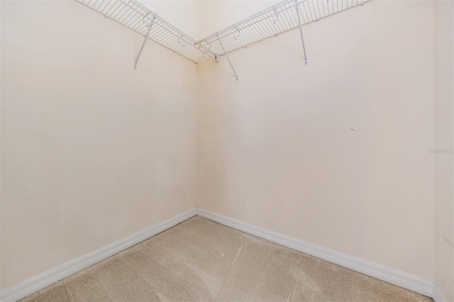 14167 Stilton St, Tampa, FL 33626 - walk in closet with light colored carpet