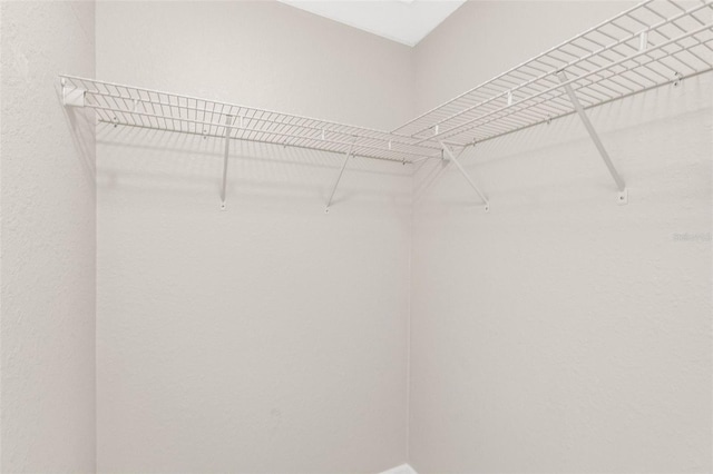 2986 Cypress Green Dr, Palm Harbor, FL 34684 - view of walk in closet