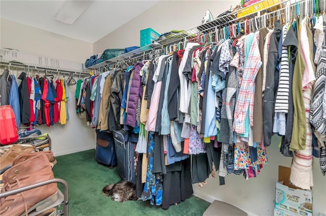 3129 W Paris St, Tampa, FL 33614 - walk in closet with carpet floors
