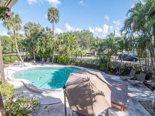 208 Danube Ave Unit 204, Tampa, FL 33606 - community pool with a patio and view of wooded area