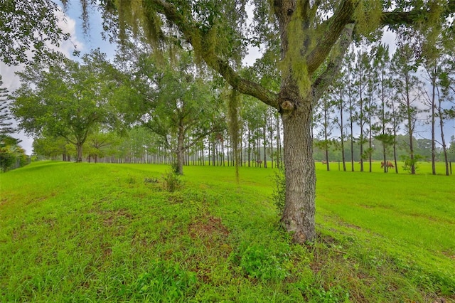 2605 Stardale Way, Lutz, FL 33558 - view of grassy yard