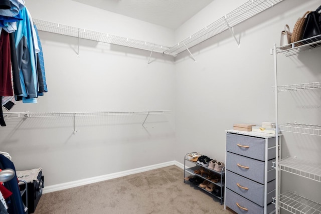 15206 Trinity Fall Way, Bradenton, FL 34212 - walk in closet with carpet