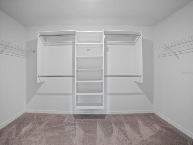 13646 Wild Ginger St, Riverview, FL 33579 - spacious closet with carpet flooring