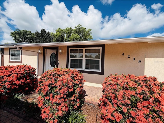 4239 Cardoon Dr, New Port Richey, FL 34653 - view of exterior entry with stucco siding