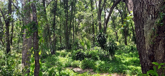 Turkey Tree Ln, Dover, FL 33527