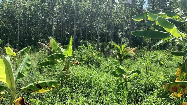 0 Sink Hole Rd, Bartow, FL 33830 - photo 9