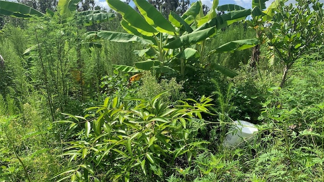 0 Sink Hole Rd, Bartow, FL 33830 - photo 20
