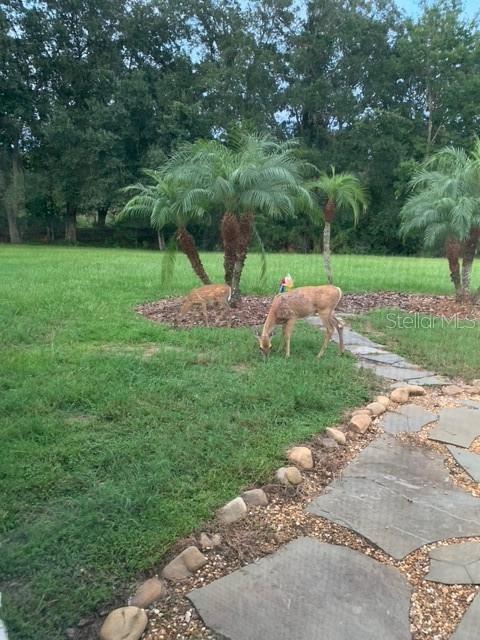 2841 Banyan Hill Ln, Land O Lakes, FL 34639 - photo 5