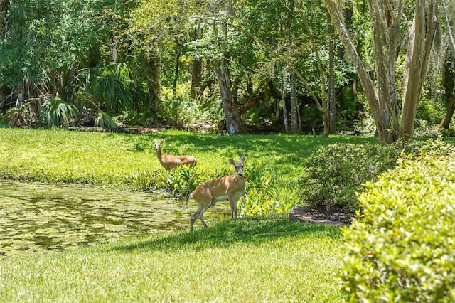 300 Cascade Ln, Palm Harbor, FL 34684 - photo 33