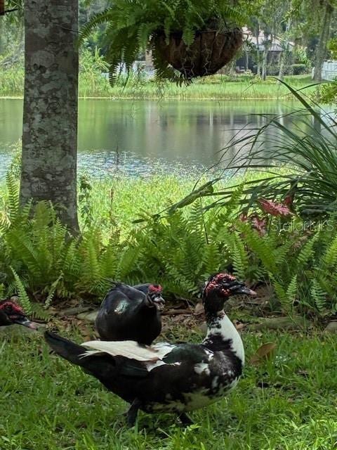 4850 Walnut Ridge Rd, Land O Lakes, FL 34638 - photo 64