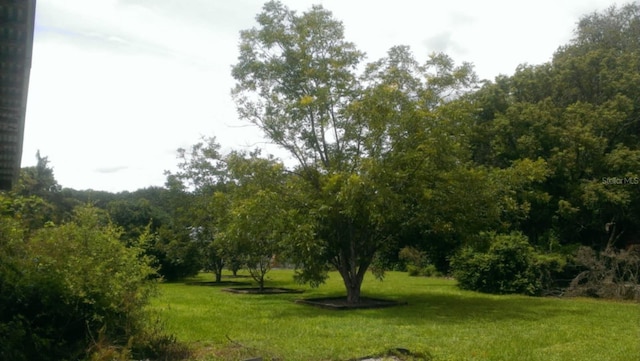 503 W Lutz Lake Fern Rd, Lutz, FL 33548 - photo 11