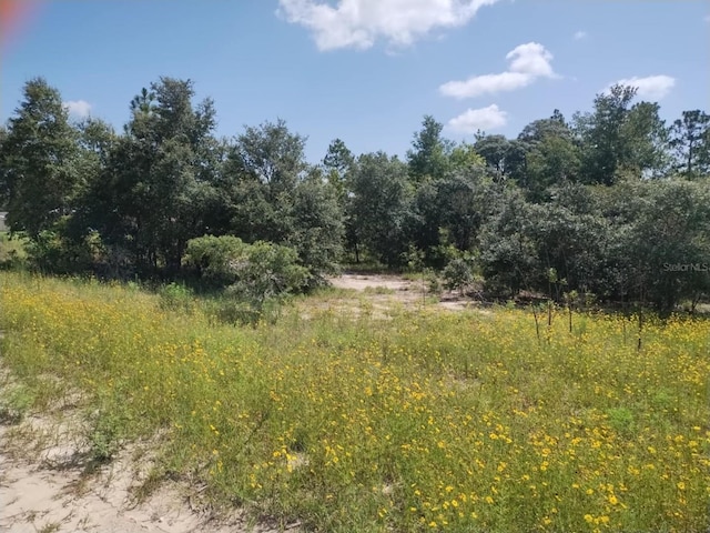 0 Levy St E, Williston, FL 32696 - photo 4