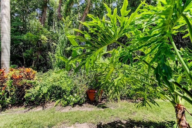 2662 Tanglewood Trl, Palm Harbor, FL 34685 - photo 66