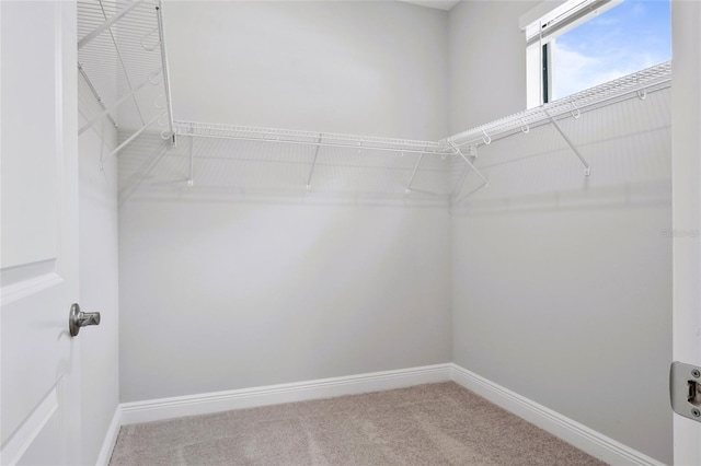 spacious closet featuring carpet