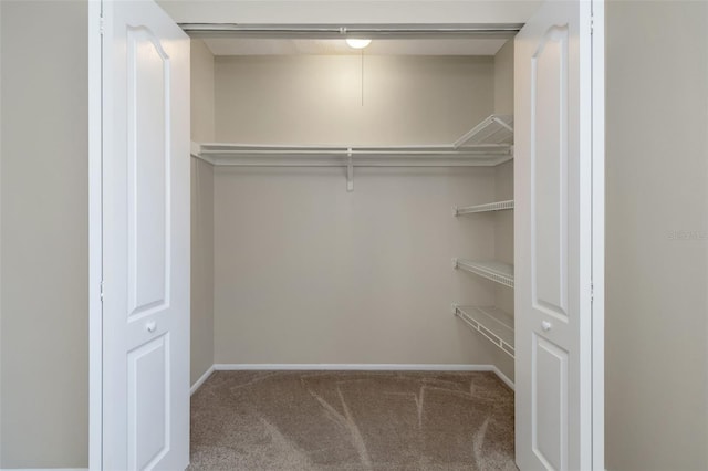 walk in closet featuring carpet floors