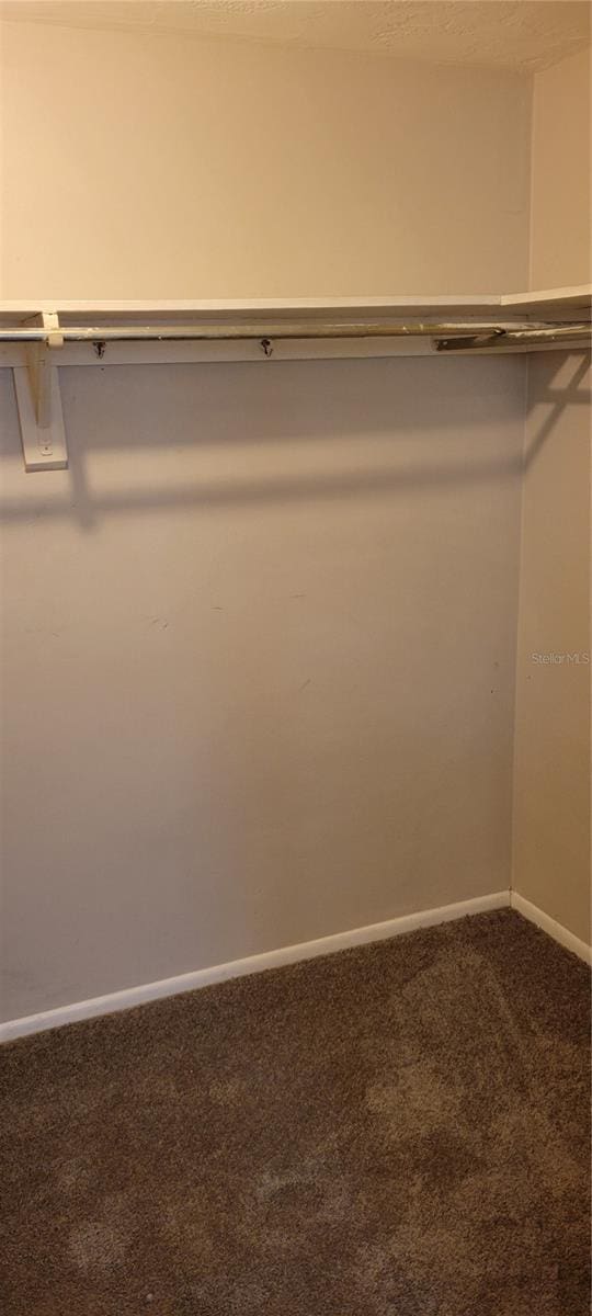 walk in closet with carpet flooring