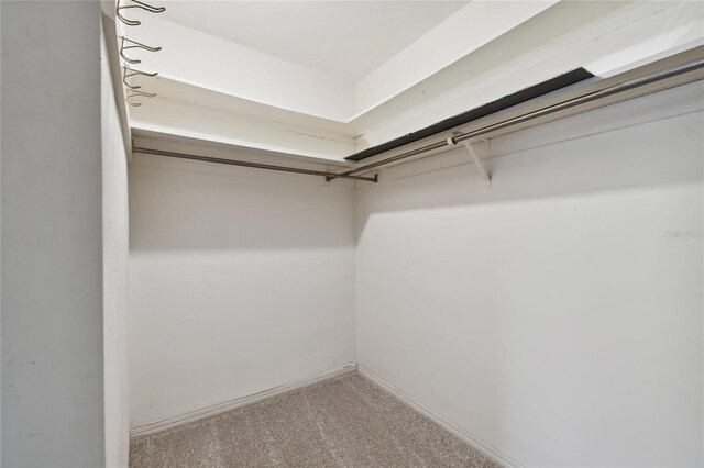 spacious closet featuring carpet floors