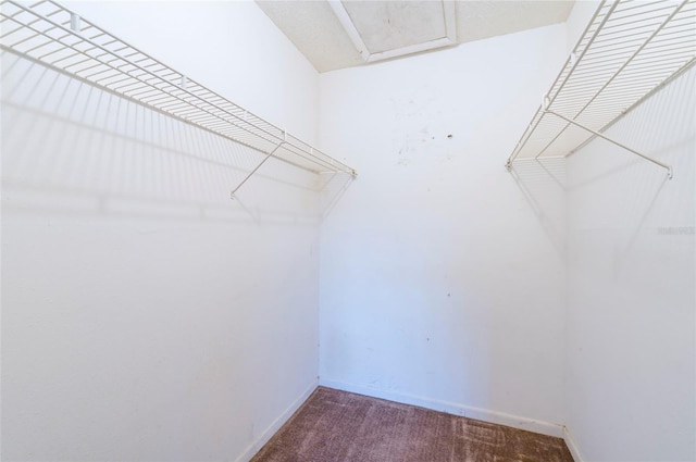 walk in closet featuring carpet flooring