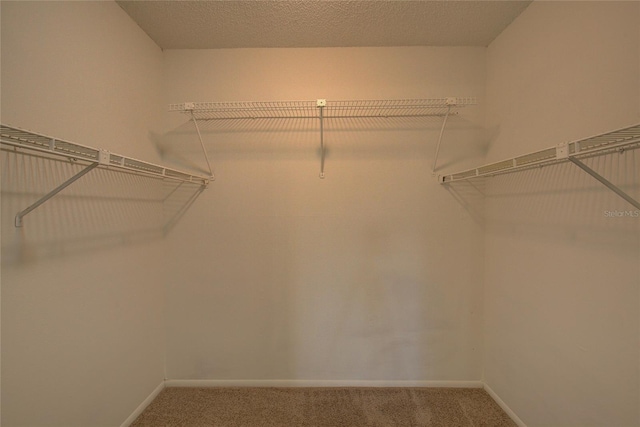 walk in closet with carpet flooring