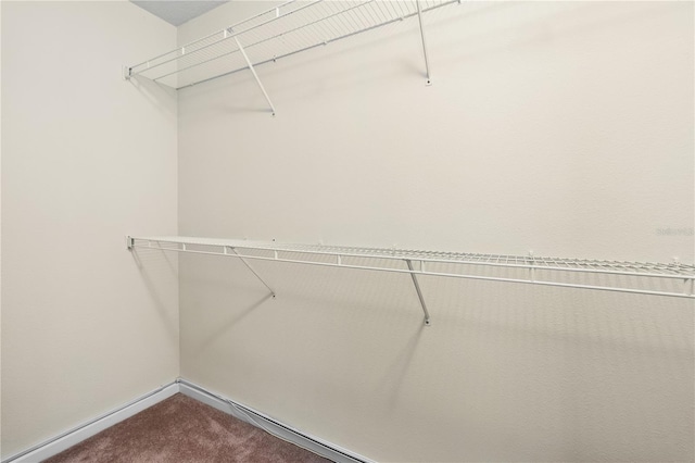 walk in closet with carpet flooring