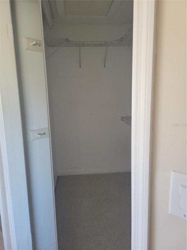 spacious closet featuring carpet