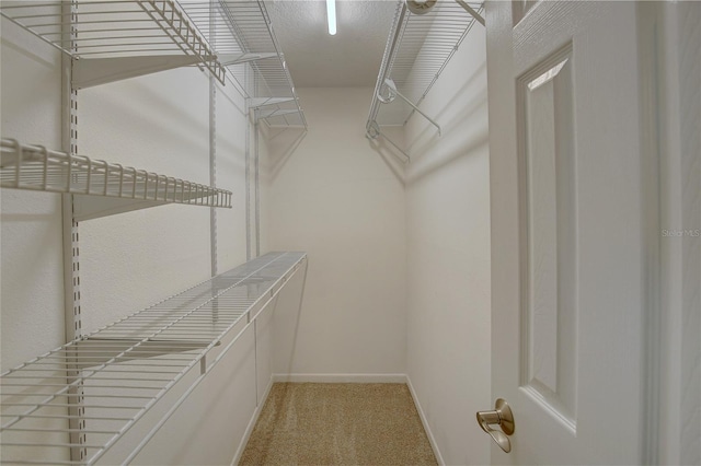 walk in closet featuring carpet flooring