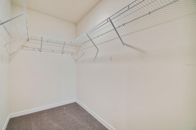 5552 Logan Cave Ave, Wimauma, FL 33598 - walk in closet featuring carpet