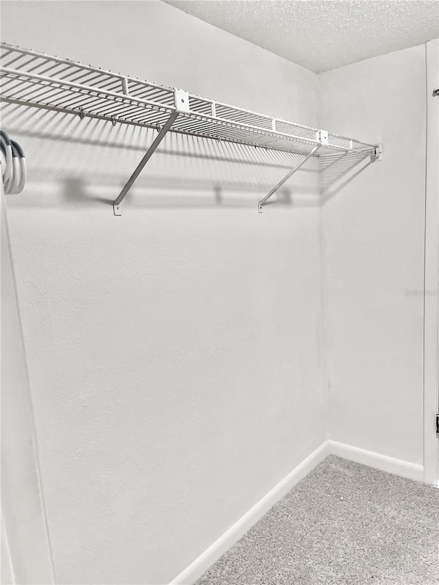 spacious closet featuring carpet flooring