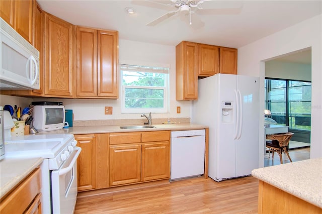 kitchen featuring sink, light hardwood / wood-style flooring, ceiling fan, and white appliances