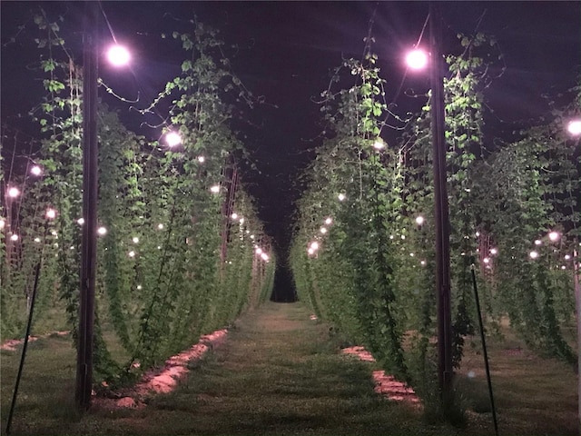 view of nature at night