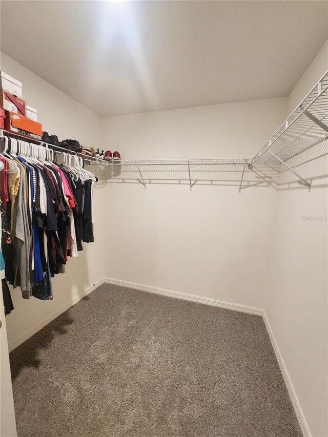 spacious closet featuring carpet floors