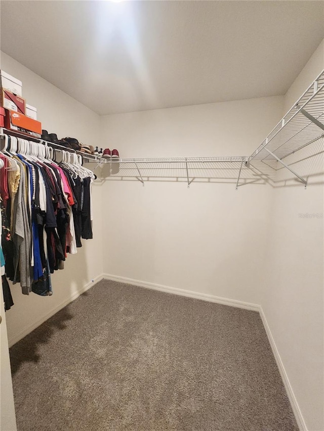 walk in closet featuring carpet