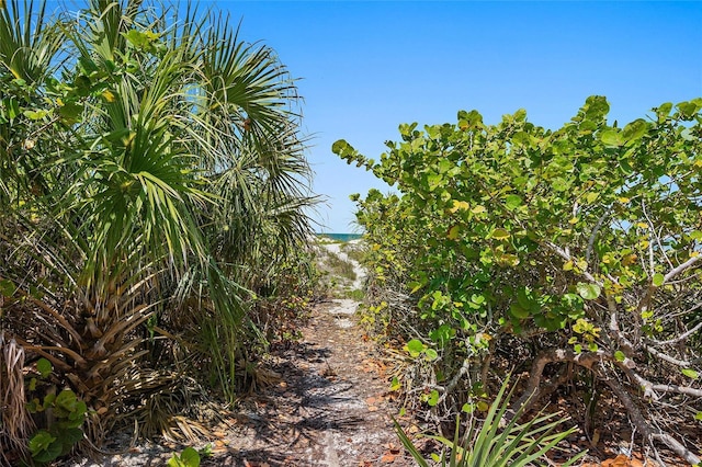 2 4th Ave, Indian Rocks Beach, FL 33785 - view of local wilderness